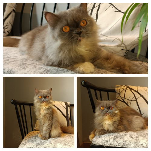 Persian cat